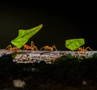 學習螞蟻精神